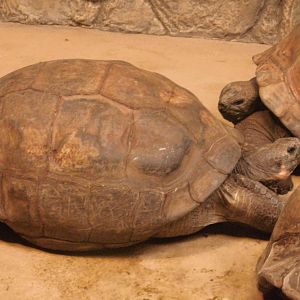 Galapagos tortoise and Aldabra tortoise at Philadelphia zoo 2015-03-08