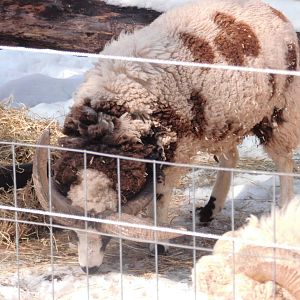 Jacob sheep at Philadelphia zoo 2015-03-08