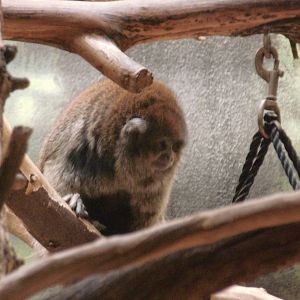 Bolivian gray titi at Philadelphia zoo 2015-03-08