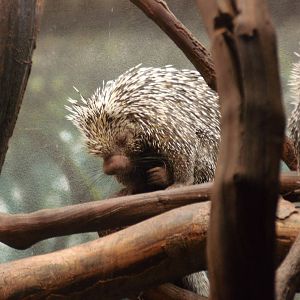 Prehensile-tailed porcupine at Philadelphia zoo 2015-03-08