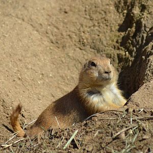 Prairie Dog
