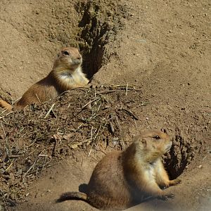 Prairie Dog