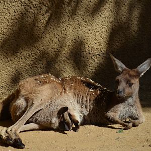 Seeking Comfort In The Pouch