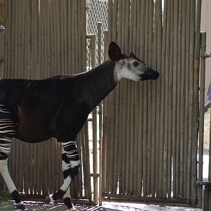 Okapi