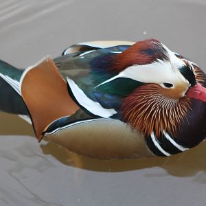 Mandarin drake, 7th March 2015