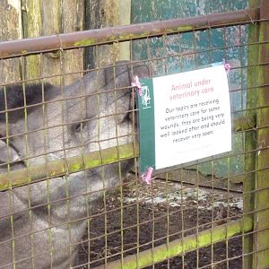 Brazilian Tapir and Sign, March 2015