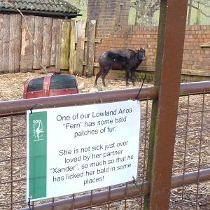 Lowland Anoa and Sign, March 2015