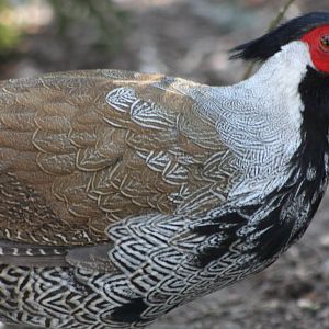 Silver Pheasant arrived 6th March, photographed 7th March 2015