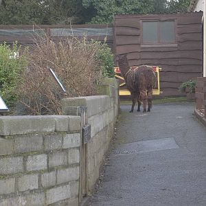 Brownie takes a wrong turning, 8th March 2015