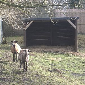 A change of scene for Florrie and Bramble, 8th March 2015