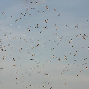 Wishing (If I Had A Photograph Of You), 7th March 2015