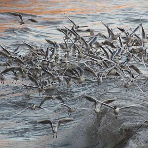 Wishing (If I Had A Photograph Of You), 7th March 2015