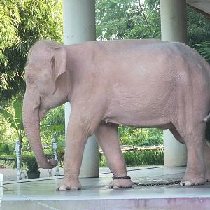 White Elephant - October 2012