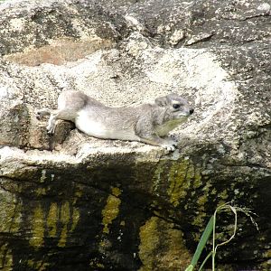 Yellow-spotted Rock Hyrax