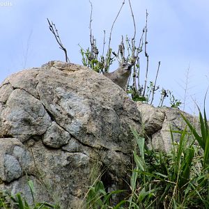 Yellow-spotted Rock Hyrax