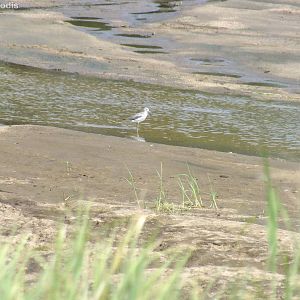Greenshank (probably)