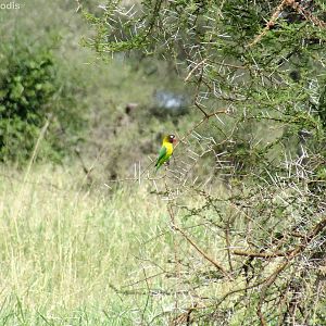 Yellow-collared Lovebird