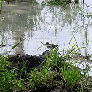 Wood Sandpiper