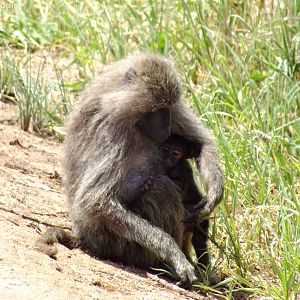 Olive Baboon with Young