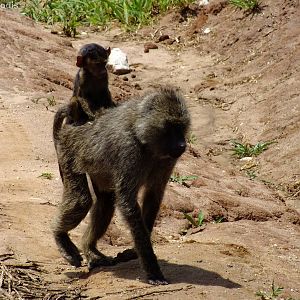 Olive Baboon with Young