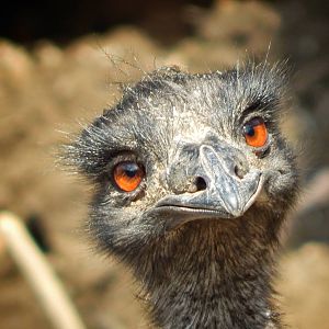 Mar. 2015 - Wildlife Canyon - Emu