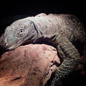Mar. 2015 - Dragons! - Crocodile Monitor