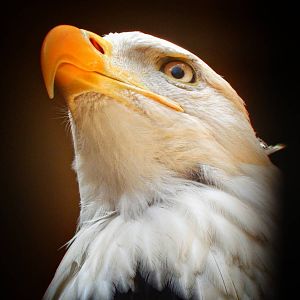 Mar. 2015 - Wings of Wonder - Sam (Bald Eagle)