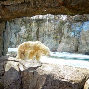 Mar. 2015 - Lords of the Arctic - Berit (Rare Sight)