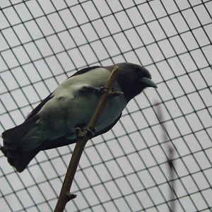 Mar. 2015 - Wings of the World - New Australiasian Species (Unidentified)