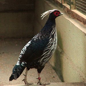 Kalij Pheasant at Vogelpark Biebesheim, 05/09/2010