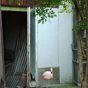 Flamingo House at Vogelpark Biebesheim, 05/09/2010