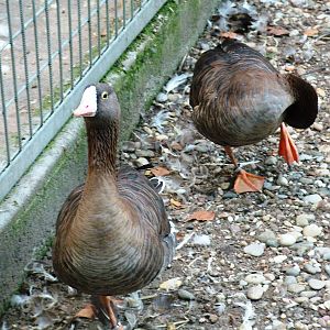 Lesser White-fronted Geese at Vogelpark Biebesheim, 05/09/2010