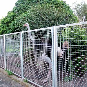 Ostrich at Vogelpark Biebesheim, 05/09/2010