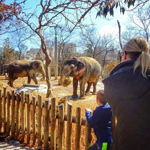 Mar. 2015 - Elephant Reserve - Viewing Schottzie, Jati, + Mai-Thai