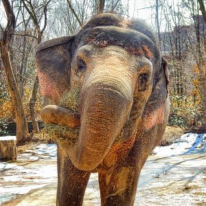 Mar. 2015 - Elephant Reserve - Schottzie