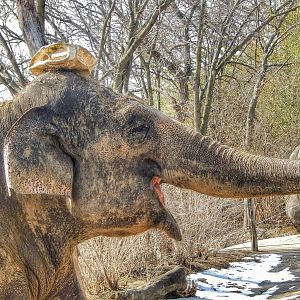 Mar. 2015 - Elephant Reserve - Mai-Thai (Look at her head)