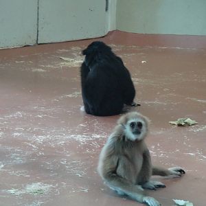 Lar gibbon at Philadelphia zoo 2015-03-08