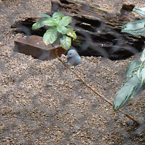 Blue-grey tanager at Philadelphia zoo 2015-03-08