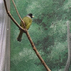 Collared finchbilled bulbul at Philadelphia zoo 2015-03-08