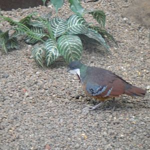 Bartlett's bleeding heart dove at Philadelphia zoo 2015-03-08