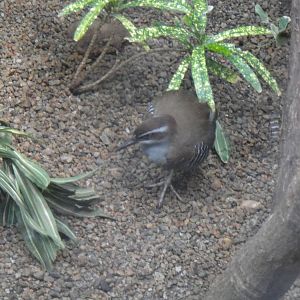 Guam rail at Philadelphia zoo 2015-03-08