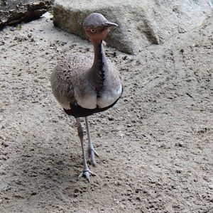 Buff-crested bustard at Philadelphia zoo 2015-03-08