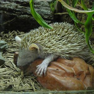 Pygmy hedgehog tenrec at Philadelphia zoo 2015-03-08