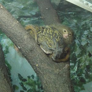 Pygmy marmoset at Philadelphia zoo 2015-03-08