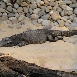 West African dwarf crocodile at Philadelphia zoo 2015-03-08