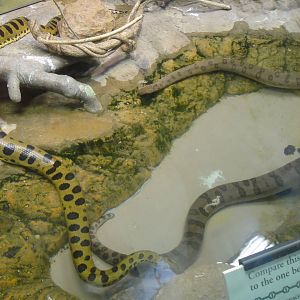 Green anaconda at Philadelphia zoo 2015-03-08