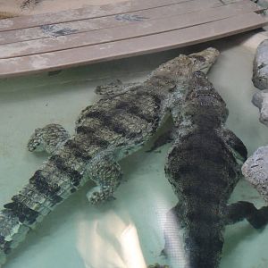 Nile crocodile at Philadelphia zoo 2015-03-08