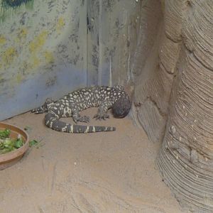 Beaded lizard at Philadelphia zoo 2015-03-08