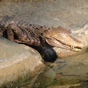 Dwarf caiman at Philadelphia zoo 2015-03-08