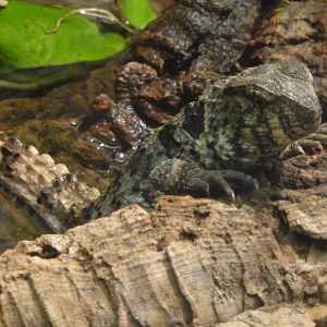Crocodile lizard at Philadelphia zoo 2015-03-08